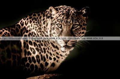 File ảnh tranh con su tu 520 (gốc) in Hiflex