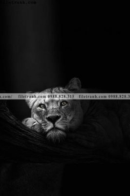 File tranh tranh con su tu 526 (ảnh gốc) chi tiết rõ ràng