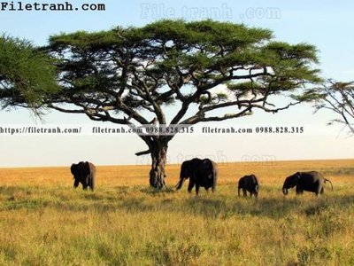 File gốc tranh con voi 105 (chủ đề hiện đại) trang trí