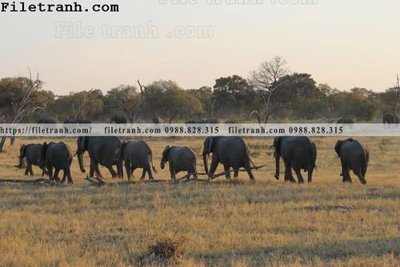 File PSD tranh con voi 110 (bản gốc) dễ dàng edit