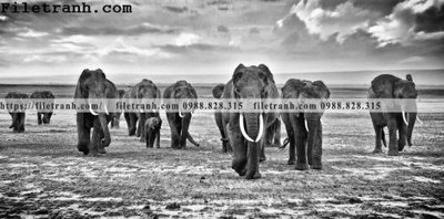 Tải file tranh con voi 123 (ảnh gốc) in gạch men