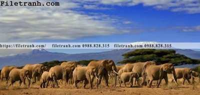 File PSD tranh con voi 125 (bản gốc) độ phân giải cao