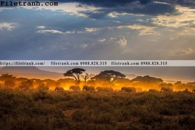 File ảnh tranh con voi 132 (gốc) dùng in Pano