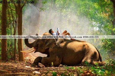 File PSD tranh con voi 138 (gốc) cho in quảng cáo