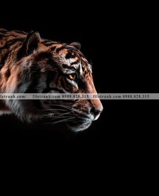 File tranh tranh den trang dong vat 508 (gốc) chủ đề thiên nhiên