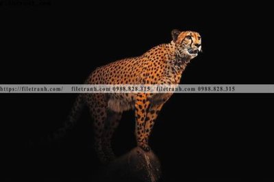 File gốc tranh den trang dong vat 518 (chuẩn CMYK) cho nhà in