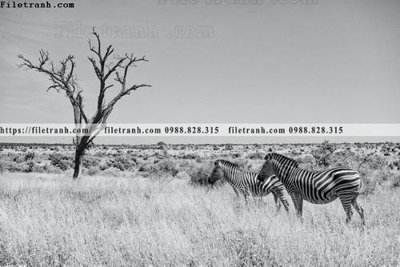 Tải file tranh den trang phong canh 563 (gốc) làm file thiết kế