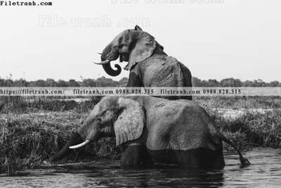 Tải file gốc tranh den trang phong canh 595 (in khổ lớn) không vỡ