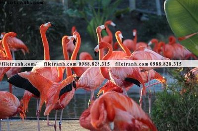 Tải file gốc tranh hong hac dep 304 (in khổ lớn) không vỡ