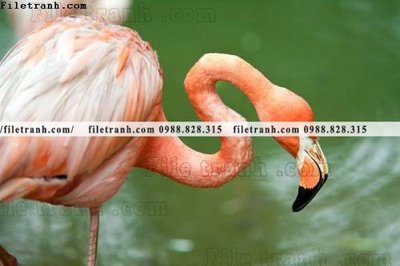 File tranh tranh hong hac dep 315 (ảnh gốc) độ nét vượt trội