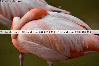 File PSD tranh hong hac dep 319 (nguyên bản) cho thiết kế