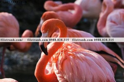 File gốc tranh hong hac dep 324 (in 3D) nghệ thuật