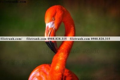 File in mica tranh hong hac dep 327 (bản gốc) sắc sảo