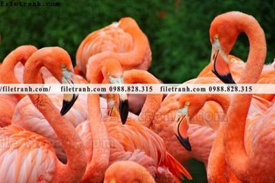 Tải file gốc tranh hong hac dep 335 (in khổ lớn) không vỡ