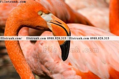 File ảnh tranh hong hac dep 336 (gốc) in poster