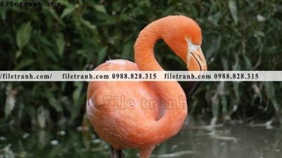 Tải file tranh hong hac dep 342 (ảnh gốc) file AI/EPS