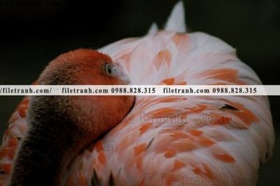 Tải file tranh hong hac dep 350 (gốc) in trên mọi chất liệu