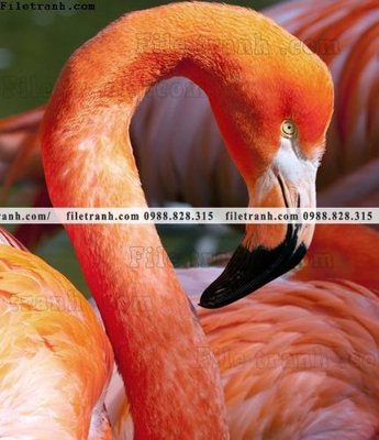 Tải file tranh hong hac dep 351 (ảnh gốc) in tráng gương