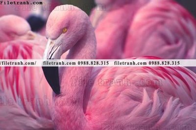 File gốc tranh hong hac dep 353 (in mica) cắt laser