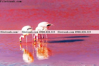 Tải file gốc tranh hong hac dep 354 (in khổ lớn) không mờ