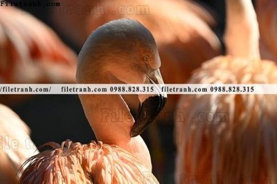 File in mica tranh hong hac dep 355 (ảnh gốc) đẹp