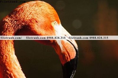 File in ấn cao cấp tranh hong hac dep 356 (file gốc)