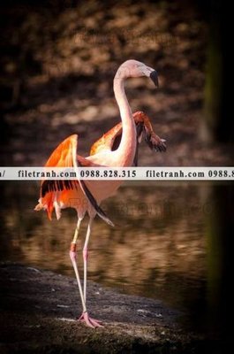 File ảnh tranh hong hac dep 358 (gốc) cho trang trí nội thất