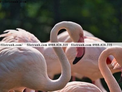 File in ấn cao cấp tranh hong hac dep 360 (file gốc)