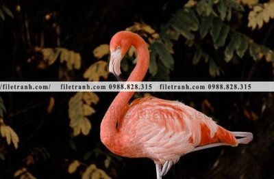 File PSD tranh hong hac dep 362 (gốc) nhiều lớp (multi-layer)