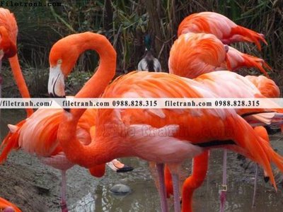 Ảnh gốc file in lụa tranh hong hac dep 363 chi tiết