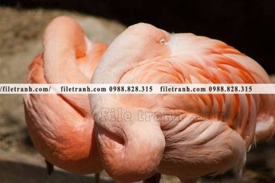 File gốc tranh hong hac dep 365 (in lụa) cao cấp