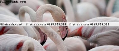 File in trần tranh hong hac dep 366 (file gốc) hoa văn 3D