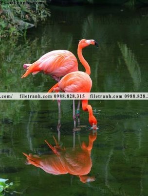 Ảnh gốc tranh hong hac dep 372 (độ nét cao) in mica