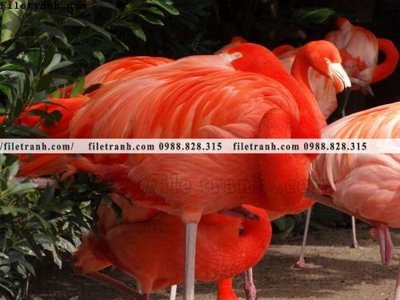 File tranh tranh hong hac dep 388 (ảnh gốc) độc quyền