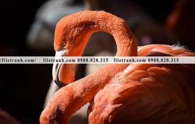 Tải file gốc tranh hong hac dep 391 (bản PSD) gốc