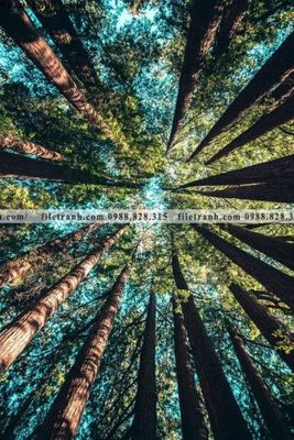 Download file gốc tranh loi vao phong canh doc 525 (dùng cho in ấn)