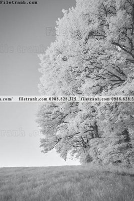 File gốc tranh loi vao phong canh doc 560 (in ấn) không giới hạn