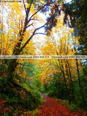 Download file gốc tranh phong canh rung loi vao 507 (độ nét cao)