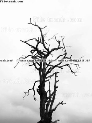 File gốc tranh phong canh rung loi vao 586 (PNG) không nền chất lượng