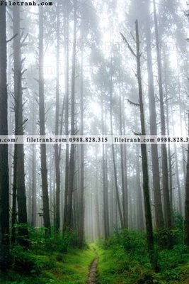 File in ấn tranh phong canh rung loi vao 607 (bản gốc) sắc nét