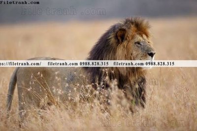 File ảnh tranh su tu dep 603 (gốc) in poster